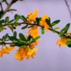 Buy Bonsai Yellow Braya (Desmodium) online at Nursery Nisarga