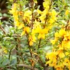 Buy Bonsai Yellow Braya (Desmodium) online at Nursery Nisarga