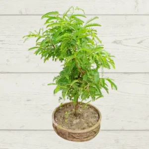 Buy Bonsai Imli plant(Tamarindus Indica) online at Nursery Nisarga