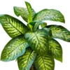 Buy Dieffenbachia seguine 'Maroba' Plant from Nursery Nisarga