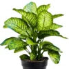 Buy Dieffenbachia seguine 'Maroba' Plant from Nursery Nisarga