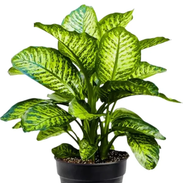 Buy Dieffenbachia seguine 'Maroba' Plant from Nursery Nisarga
