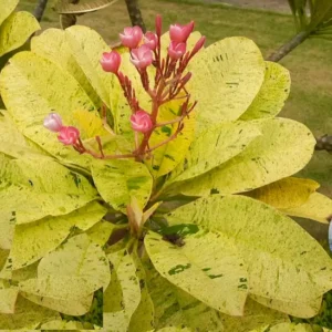 Buy Plumeria " Maya Variegated " Plant Online - Nursery Nisarga