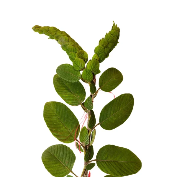 Buy Flemingia macrophylla Plant From Nursery nisarga