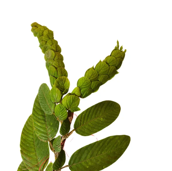 Buy Flemingia macrophylla Plant From Nursery nisarga