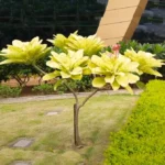 Buy Plumeria " Maya Variegated " Plant Online - Nursery Nisarga