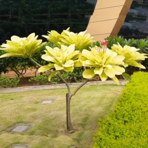 Buy Plumeria " Maya Variegated " Plant Online - Nursery Nisarga