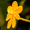 Buy Gandharaj Gardenia Yellow (Gardenia jasminoides) online at Nursery Nisarga