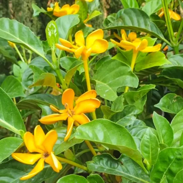 Buy Gandharaj Gardenia Yellow (Gardenia jasminoides) online at Nursery Nisarga