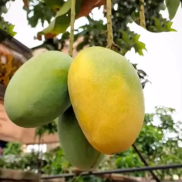 Buy Himsagar Mango Fruit Plant "Grafted" - Nursery Nisarga