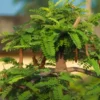 Buy Bonsai Imli plant(Tamarindus Indica) online at Nursery Nisarga