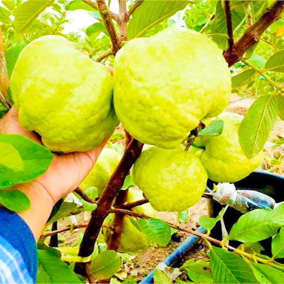 Buy Kg Guava (Psidium Guajava) online at Nursery Nisarga