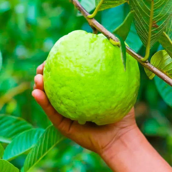 Buy Kg Guava (Psidium Guajava) online at Nursery Nisarga