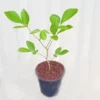 Buy Yellow Palash (Butea Monosperma) Plant online at Nursery Nisarga