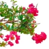 Buy Miniature Crape Myrtle Pink (Lagerstroemia indica) online at Nursery Nisarga