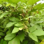 Flemingia macrophylla Plant