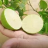 Buy Seed Less Lemon (Citrus Limon) online at Nursery Nisarga