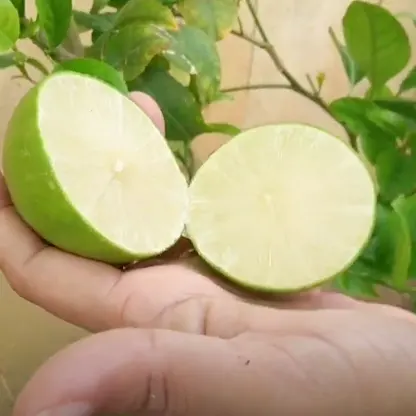 Buy Seed Less Lemon (Citrus Limon) online at Nursery Nisarga