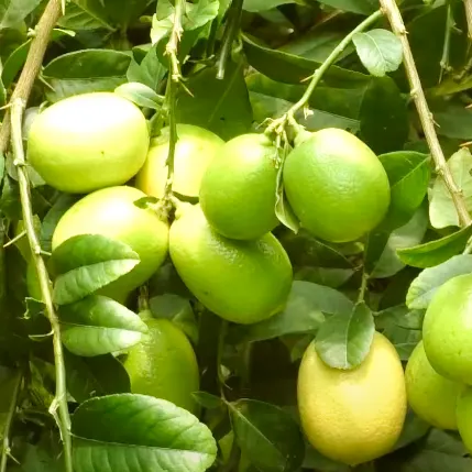 Buy Seed Less Lemon (Citrus Limon) online at Nursery Nisarga
