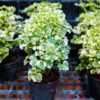 Buy Aralia Super White (Polyscias cofrutisa)Plant online at Nursery Nisarga