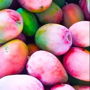 Buy Suvarnarekha Grafted Mango - plant online at Nursery Nisarga