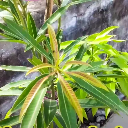 Buy Suvarnarekha Grafted Mango - plant online at Nursery Nisarga