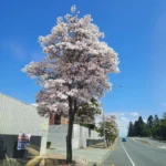 Buy Tabebuia Pallida Plant | Pink Trumpet Tree from Nursery Nisarga