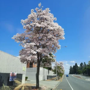 Buy Tabebuia Pallida Plant | Pink Trumpet Tree from Nursery Nisarga