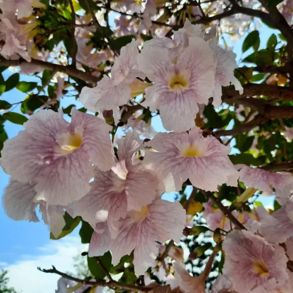 Buy Tabebuia Pallida Plant | Pink Trumpet Tree from Nursery Nisarga