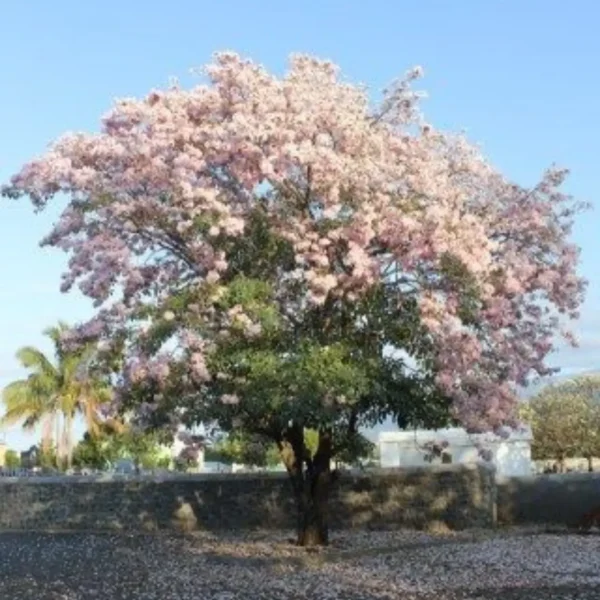 Buy Tabebuia Pallida Plant | Pink Trumpet Tree from Nursery Nisarga