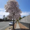 Buy Tabebuia Pallida Plant | Pink Trumpet Tree from Nursery Nisarga