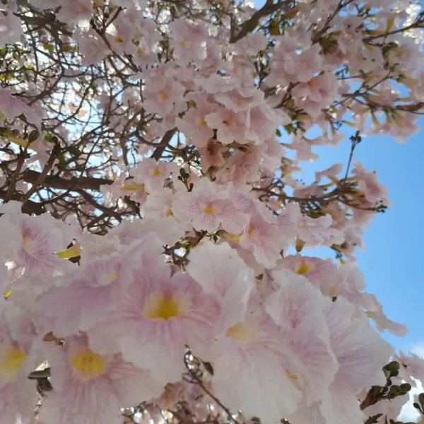 Buy Tabebuia Pallida Plant | Pink Trumpet Tree from Nursery Nisarga