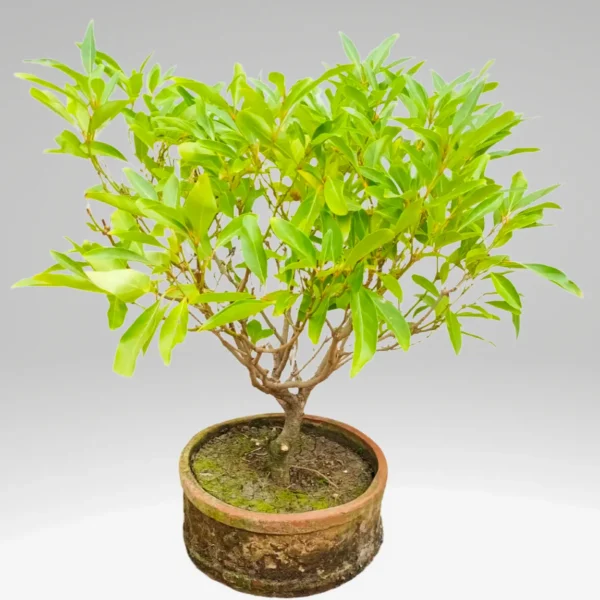 Buy Vrindavan Champa Bonsai Fiddlewood Tree (Citharexylum Spinosum) Online at Nursery Nisarga