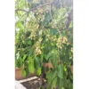 Buy White Jamun Tree, Syzygium cumini - Thai Variety Fruit Plant online at Nursery Nisarga