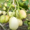 Buy White Jamun Tree, Syzygium cumini - Thai Variety Fruit Plant online at Nursery Nisarga