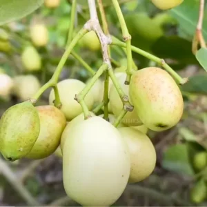 Buy White Jamun Tree, Syzygium cumini - Thai Variety Fruit Plant online at Nursery Nisarga