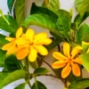 Buy Gandharaj Gardenia Yellow (Gardenia jasminoides) online at Nursery Nisarga