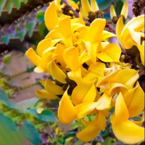 Buy Yellow Palash (Butea Monosperma) Plant online at Nursery Nisarga