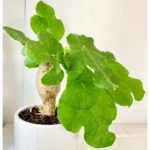 Buy Jatropha podagrica, Buddha Belly Plant online at Nursery Nisarga