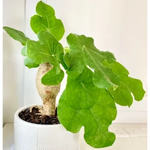Buy Jatropha podagrica, Buddha Belly Plant online at Nursery Nisarga