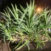 Green Pandanus (pandan) - Plant