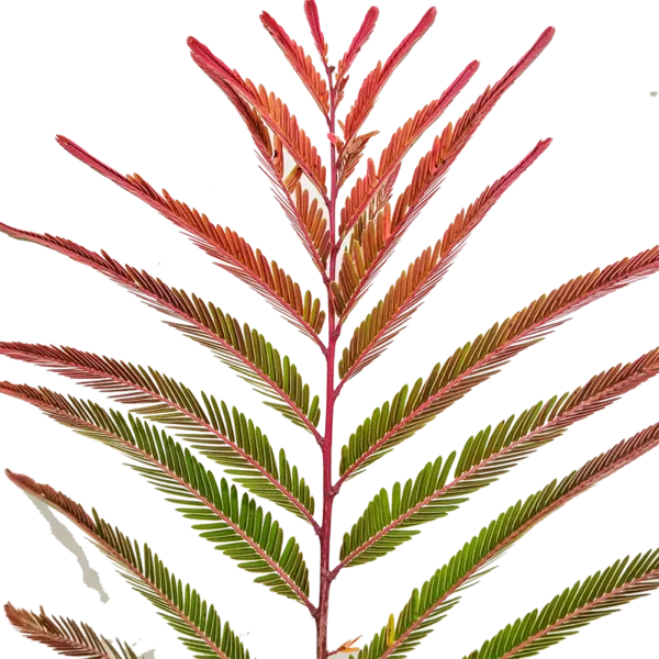 Buy Rare Red Amla, Indian Gooseberry "Phyllanthus emblica" Plant Online at Nursery Nisarga