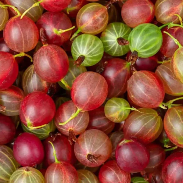 Buy Rare Red Amla, Indian Gooseberry "Phyllanthus emblica" Plant Online at Nursery Nisarga