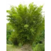 Buy Multiplex Bamboo (Bambusa multiplex) Online -Nursery Nisarga