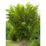 Buy Multiplex Bamboo (Bambusa multiplex) Online -Nursery Nisarga