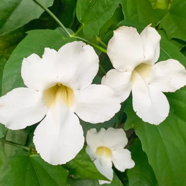 Buy Thunbergia grandiflora alba (White) Nursery Nisarga.in