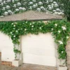 Buy Thunbergia grandiflora alba (White) Nursery Nisarga.in