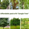 Affordable pack of 6 "Jungle Tree" available at Nursery Nisarga Bhopal