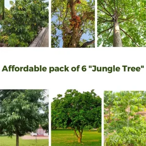 Affordable pack of 6 "Jungle Tree" available at Nursery Nisarga Bhopal