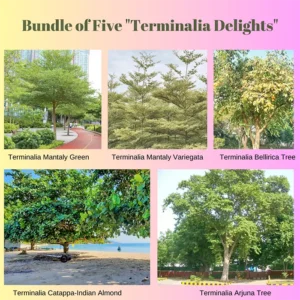 Bundle of Five Terminalia Delights available at Nursery Nisarga